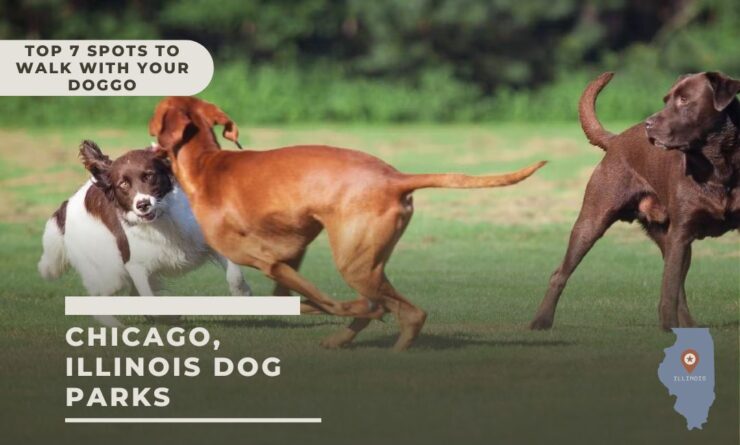 Dog ilinois