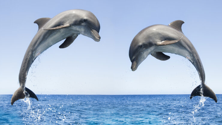 Dolphins
