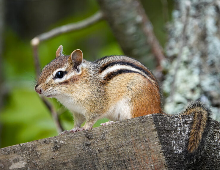 Eastern Chipmunk