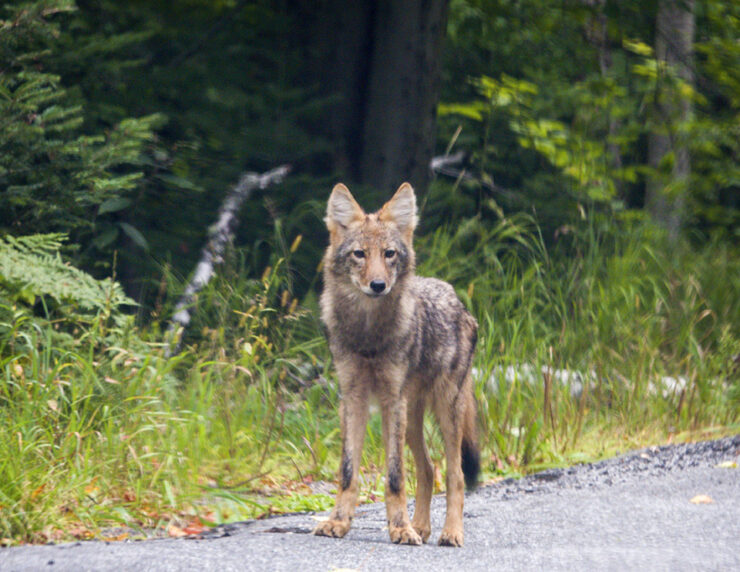Eastern Coyote
