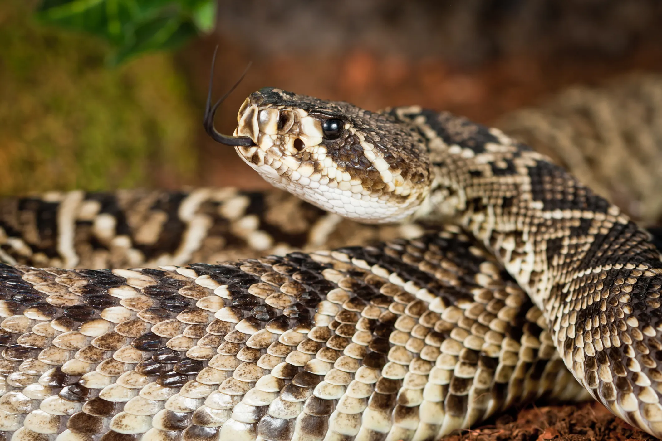 Eastern Diamondback Rattlesnake