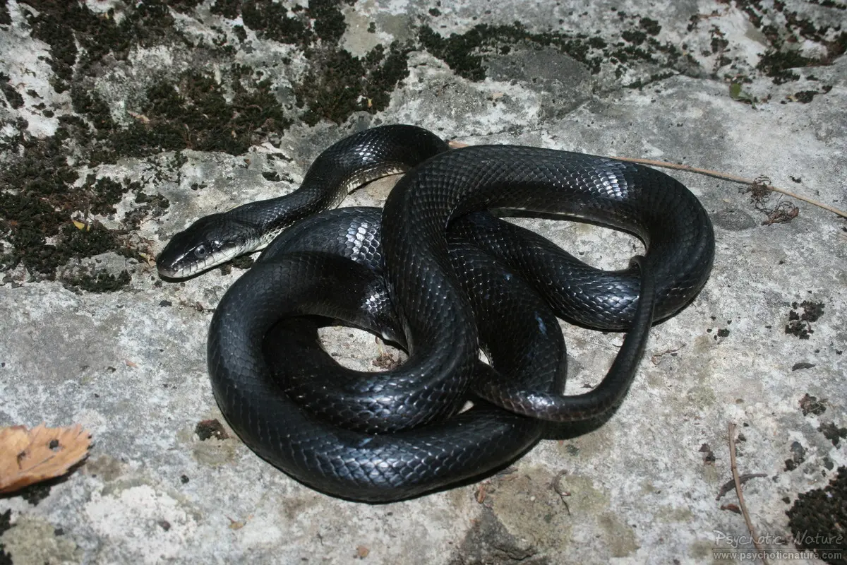 Eastern Rat Snake