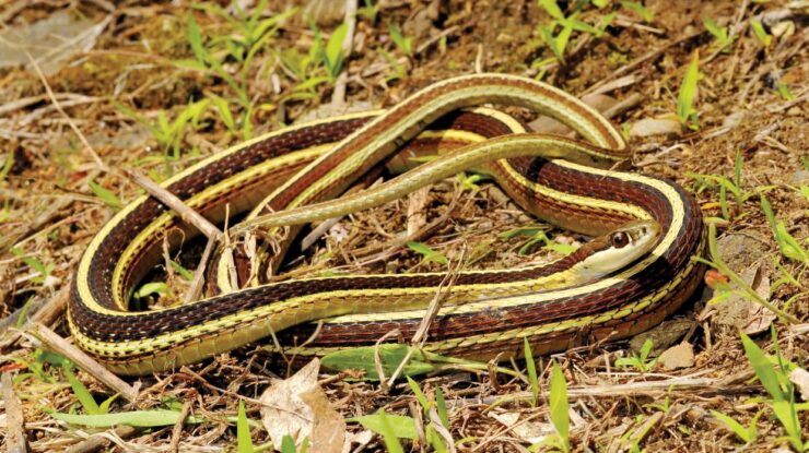 Eastern Ribbon Snake