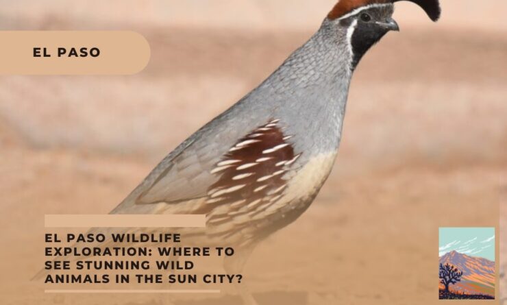 El Paso Wildlife Exploration Where to See Stunning Wild Animals in The Sun City