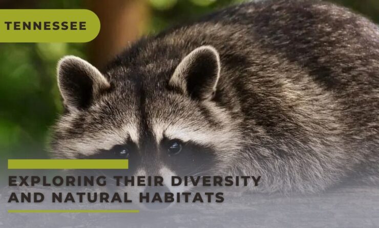 Exploring Their Diversity and Natural Habitats