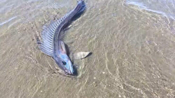 Fanged predatory lancetfish