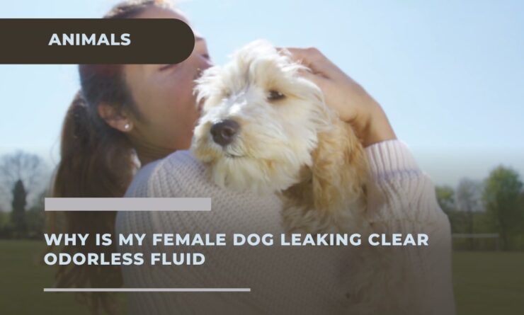 Female Dog Leaking Clear Odorless Fluid - Tips Vet