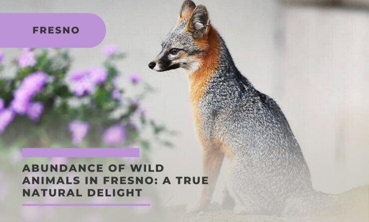 Fesno wild animals
