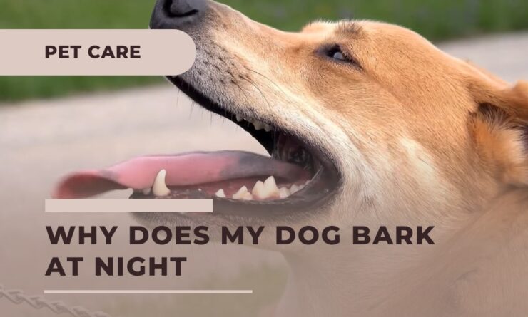 Find out reasons and solutions on why your dog barks at night