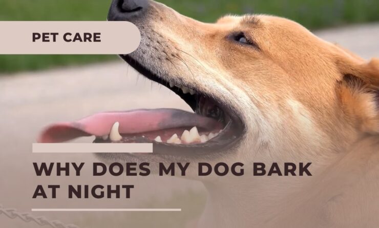 why does my older dog bark at night