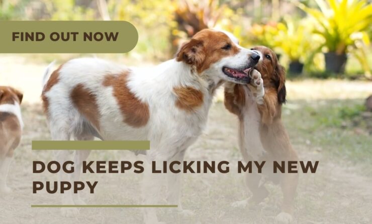 Find out the reason behind your old dog licking your new puppy and how to stop it