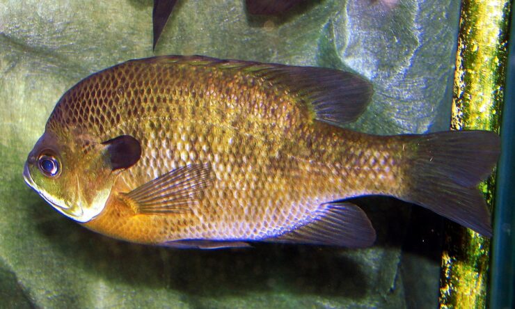 Fish Species