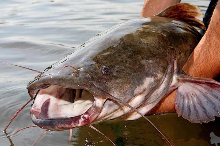 Flathead Catfish
