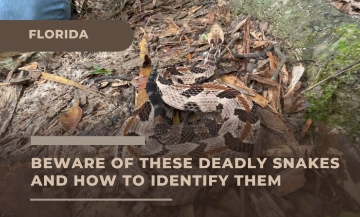 Florida - Deadly Snakes - How to Identify Them
