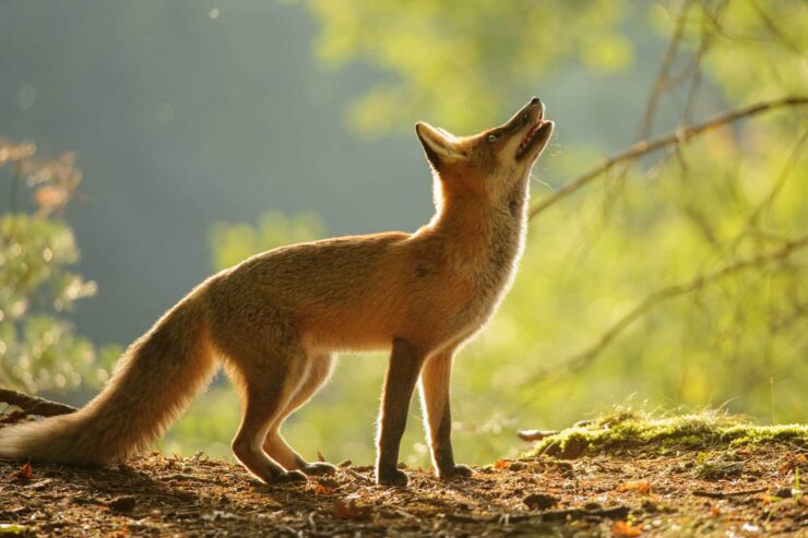 Fox