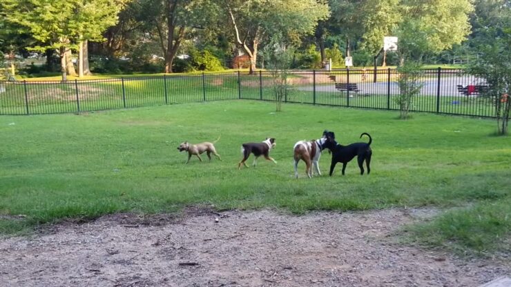 Frazier Park Dog Park