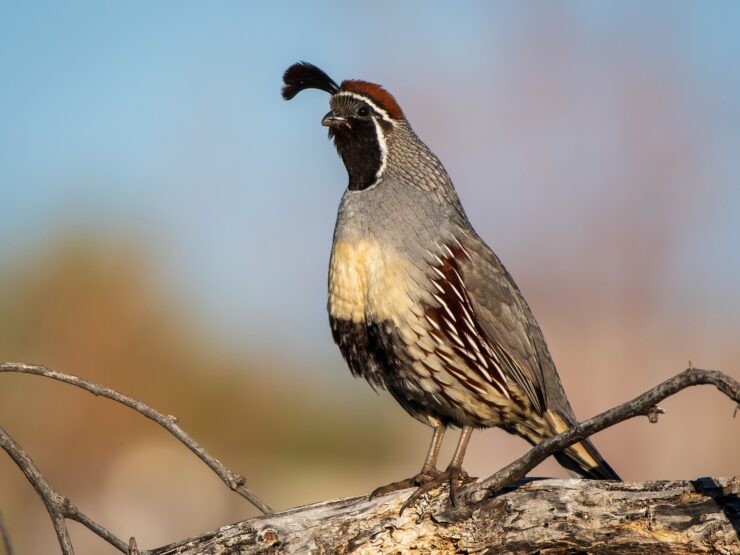 Gambel's quail
