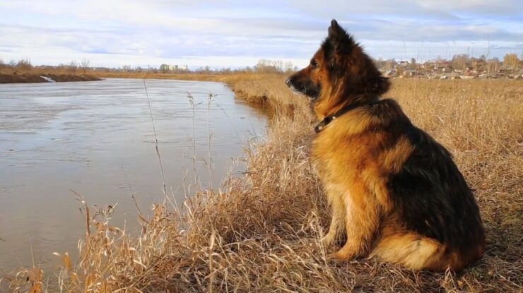 German Shepherd