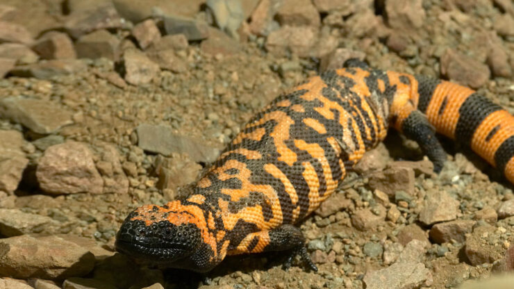 Gila Monster Arizona