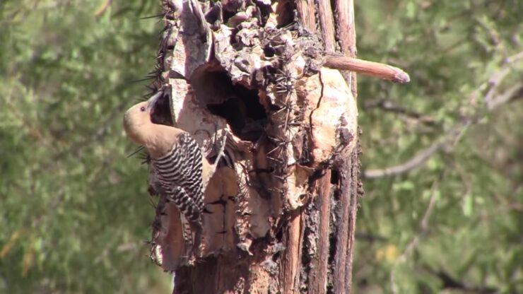 Gila Woodpeckers