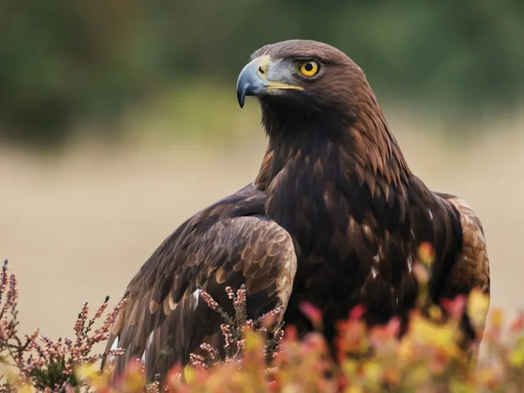 Golden Eagles