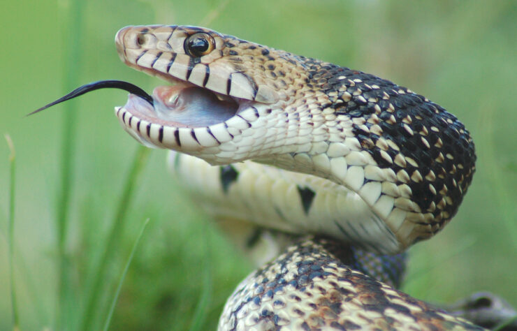 Gopher Snake