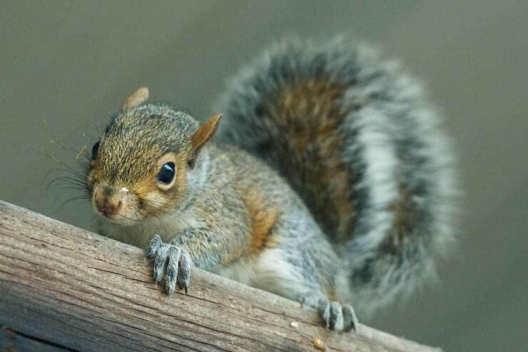 Gray Squirrel Ohio