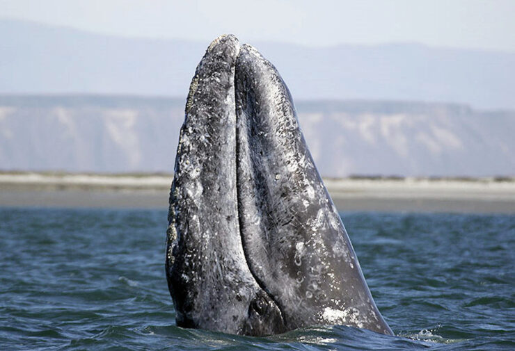 Gray Whale