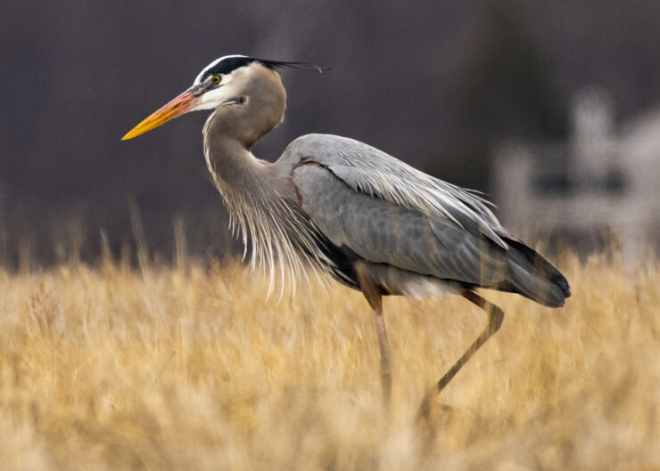 Great Blue Herons