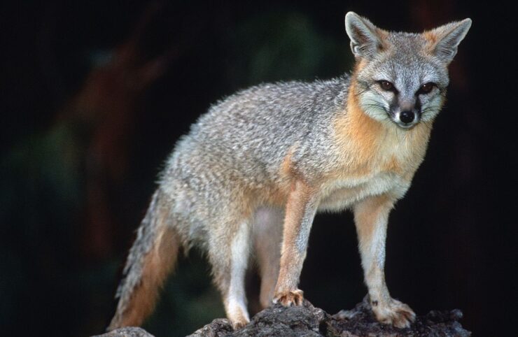 Grey_Fox