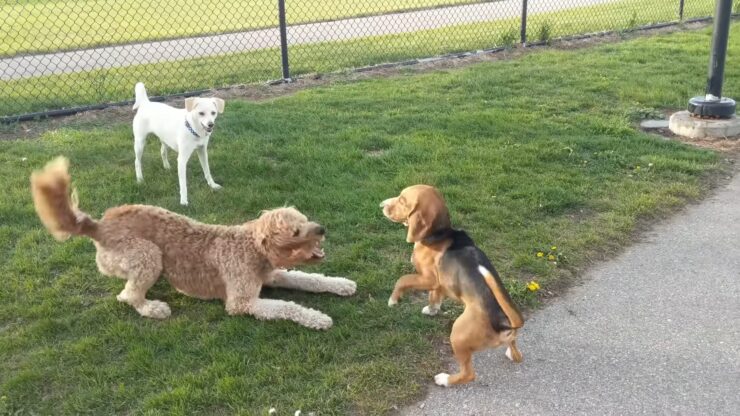 Happy Dogs Play At Dog Park