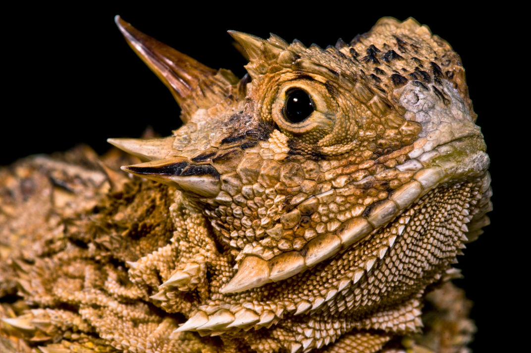 Horned-Lizard-