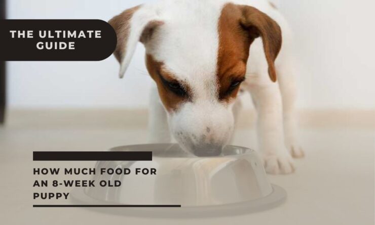 How Much Food For An 8 Week Old Puppy The Ultimate Guide how-much-food-for-an-8-week-old-puppy-the-ultimate-guide