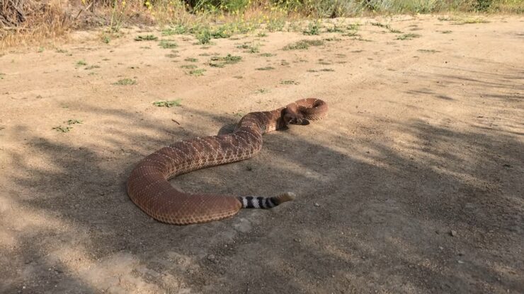 Huge Red Diamond Rattlesnake