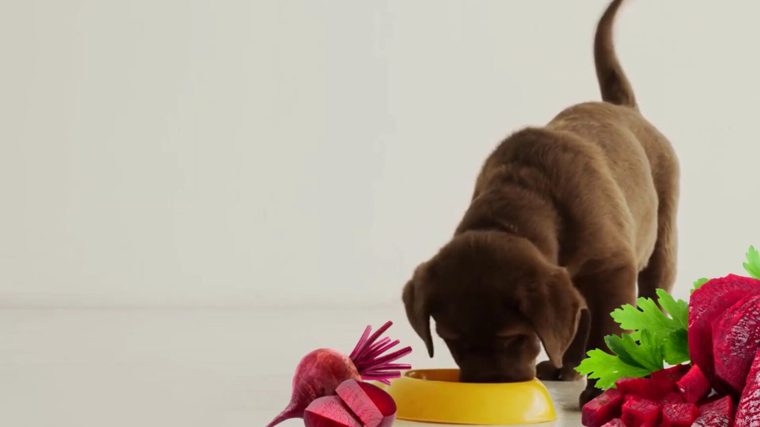 Can Dogs Safely Eat Beets in Their Diet? Cooked Or Raw