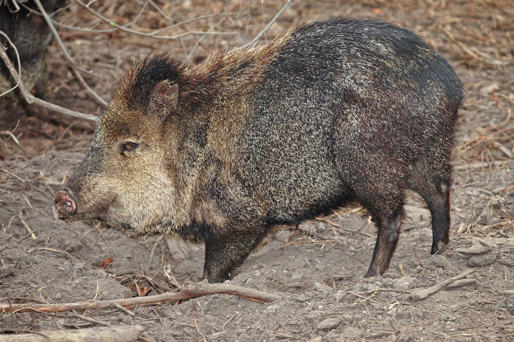 Javelinas