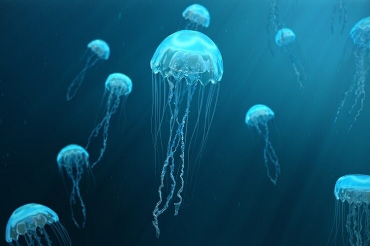 Jellyfish