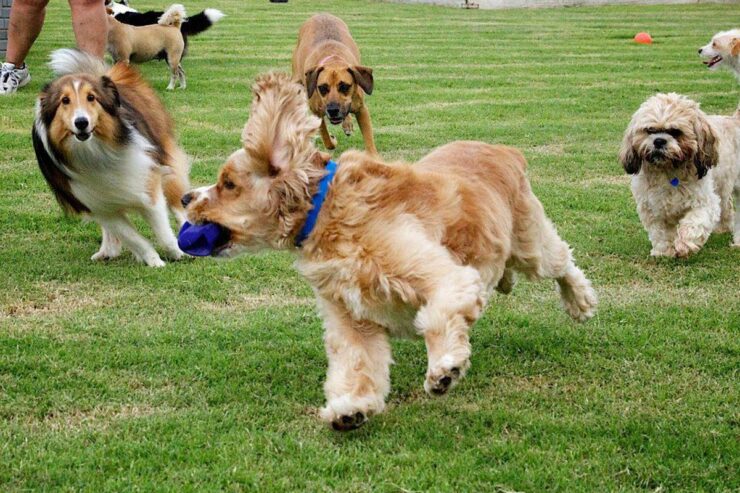 Joe Station Dog Park
