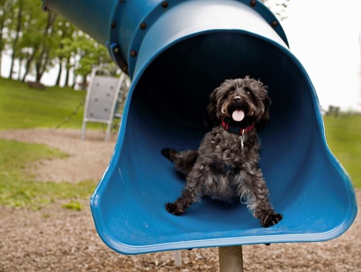 Kingsman Field Dog Park