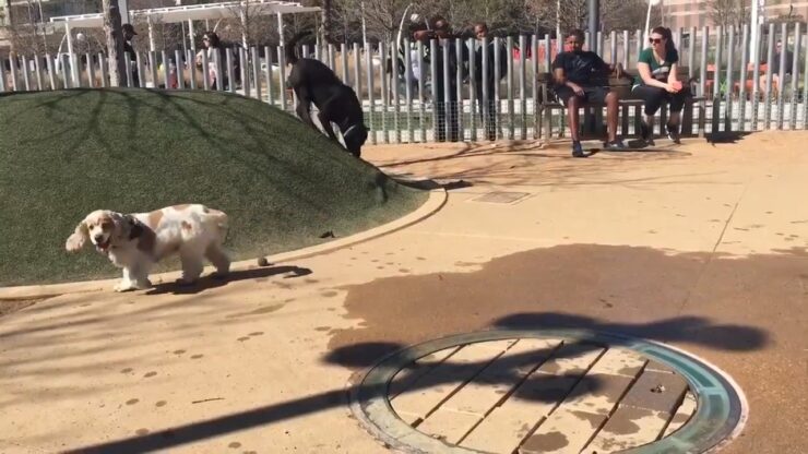 Klyde warren dog park
