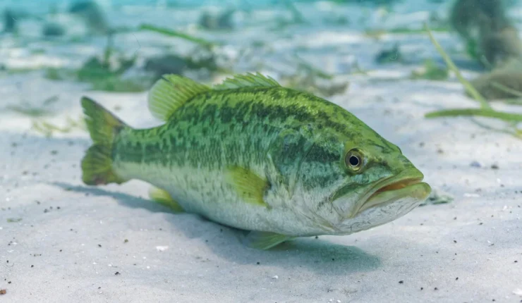Largemouth Bass