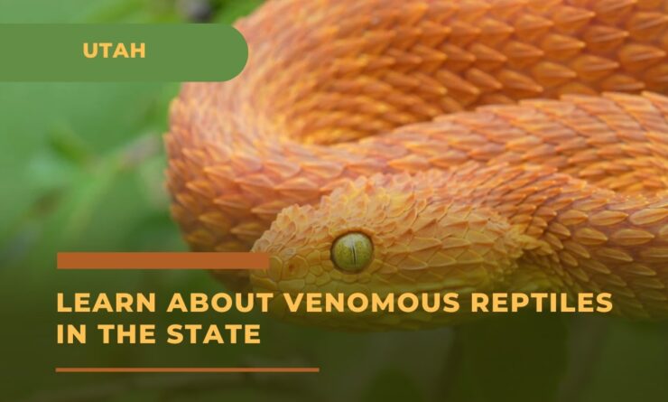 Learn About Venomous Reptiles in the Utah