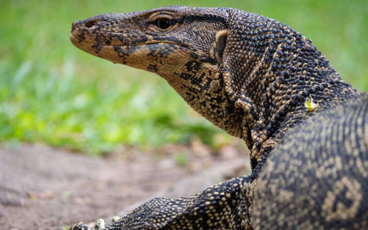 Long beach Reptiles
