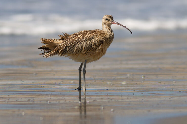 Long beach birds