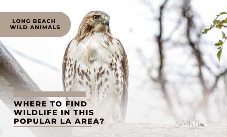 Long beach wild animals