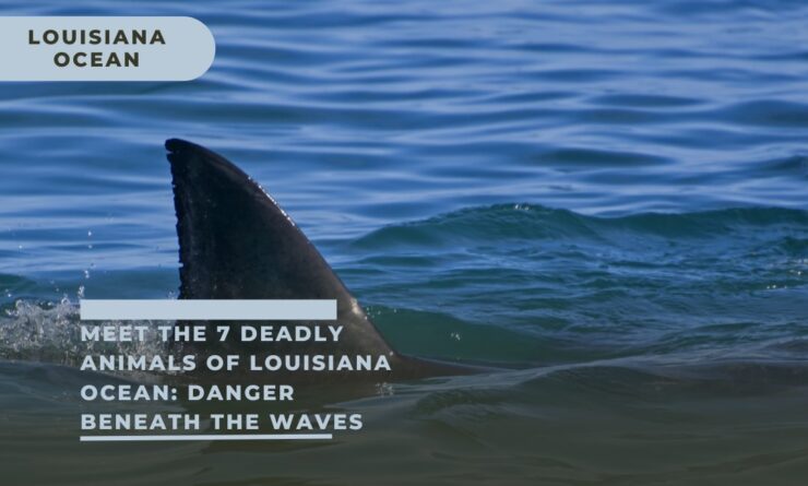 Louisiana Ocean deadly animals