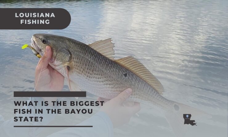 Louisiana fishing