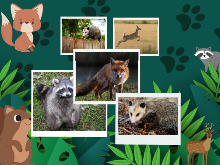 Mammals in Charlotte