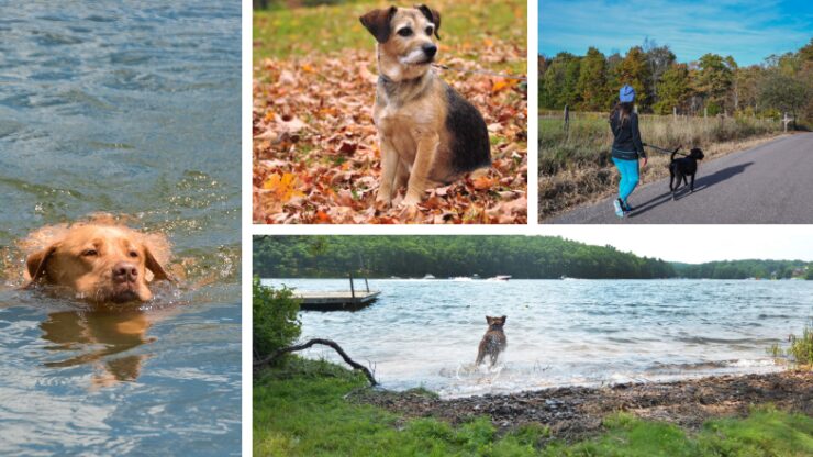 Marine Creek Lake Dog Park