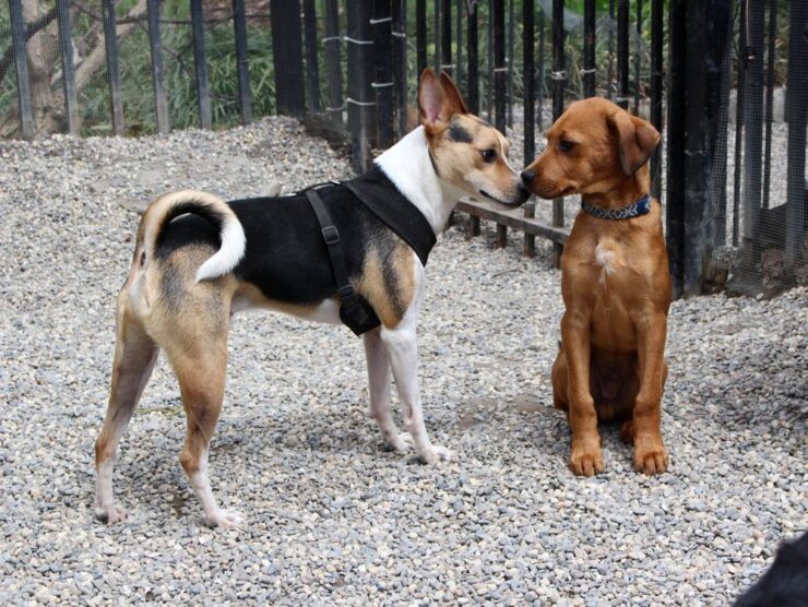 Mario Lanza Dog Park